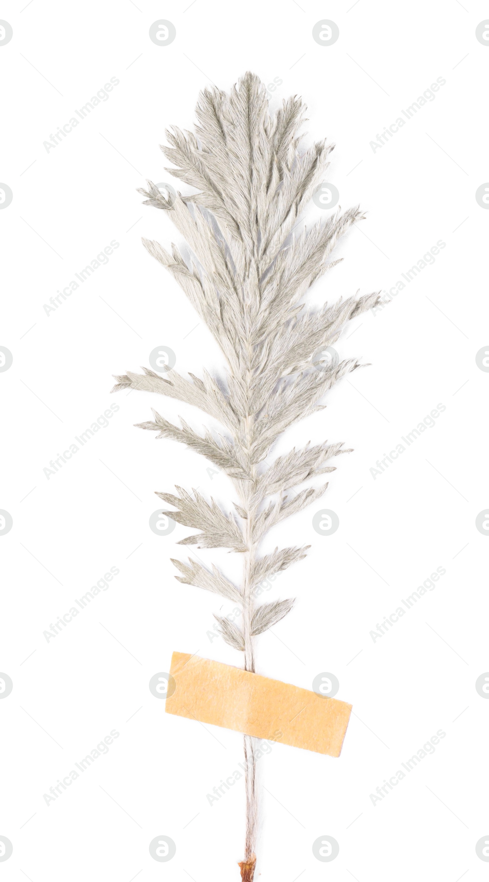 Photo of Beautiful dry yarrow leaf with adhesive tape isolated on white, top view