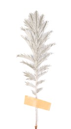 Photo of Beautiful dry yarrow leaf with adhesive tape isolated on white, top view
