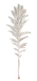 Photo of Beautiful dry yarrow leaf isolated on white, top view