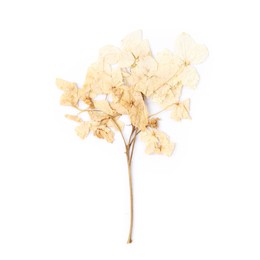 Photo of Beautiful dry hydrangea flowers isolated on white, top view