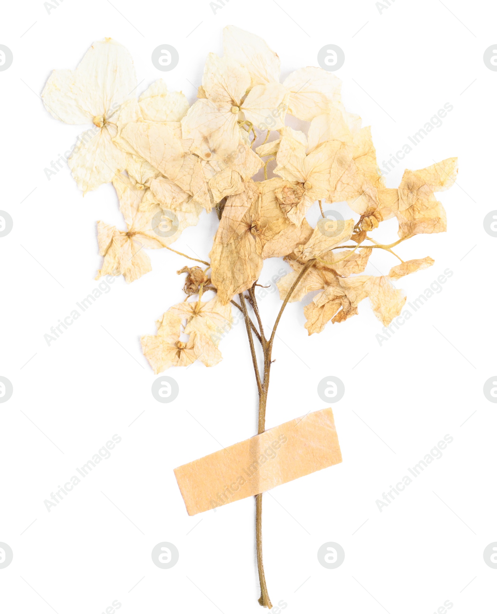 Photo of Beautiful dry hydrangea flowers with adhesive tape isolated on white, top view