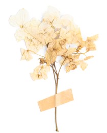 Photo of Beautiful dry hydrangea flowers with adhesive tape isolated on white, top view