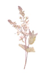 Photo of Beautiful dry veronica flower isolated on white, top view