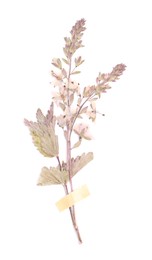 Photo of Beautiful dry veronica flower with adhesive tape isolated on white, top view