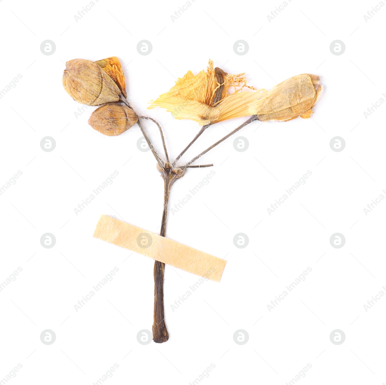 Photo of Beautiful dry celandine flower with adhesive tape isolated on white, top view