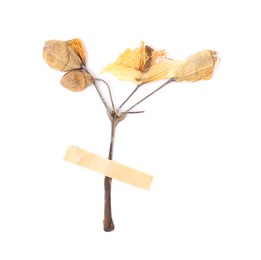 Photo of Beautiful dry celandine flower with adhesive tape isolated on white, top view