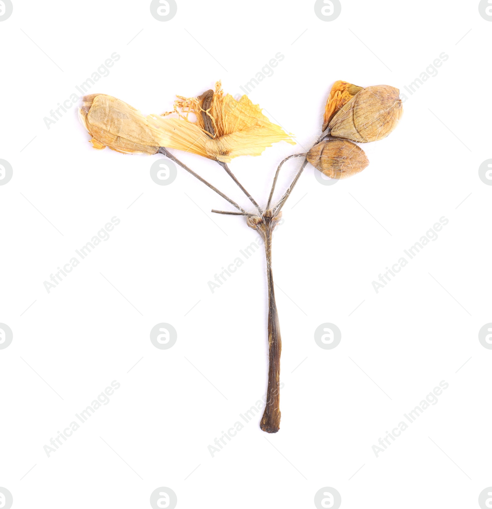 Photo of Beautiful dry celandine flower isolated on white, top view