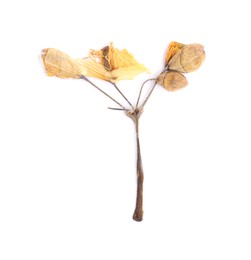 Photo of Beautiful dry celandine flower isolated on white, top view