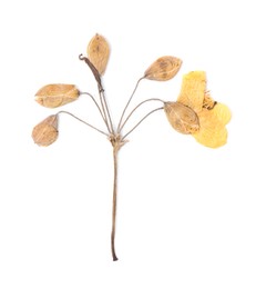 Photo of Beautiful dry celandine flower isolated on white, top view