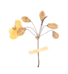 Photo of Beautiful dry celandine flower with adhesive tape isolated on white, top view