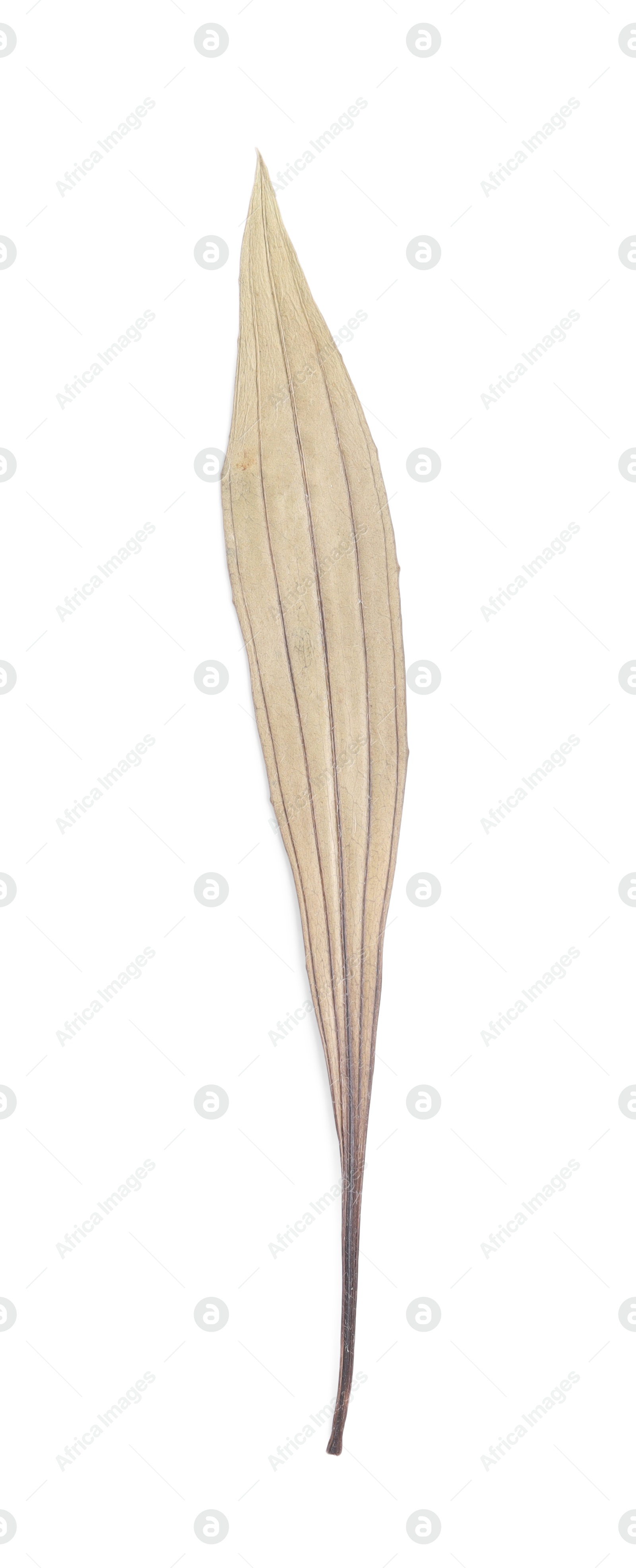Photo of Beautiful dry plantain leaf isolated on white, top view