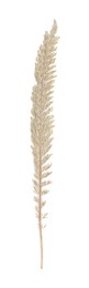 Photo of Beautiful dry yarrow leaf isolated on white, top view