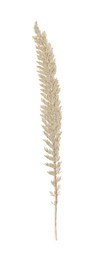 Photo of Beautiful dry yarrow leaf isolated on white, top view