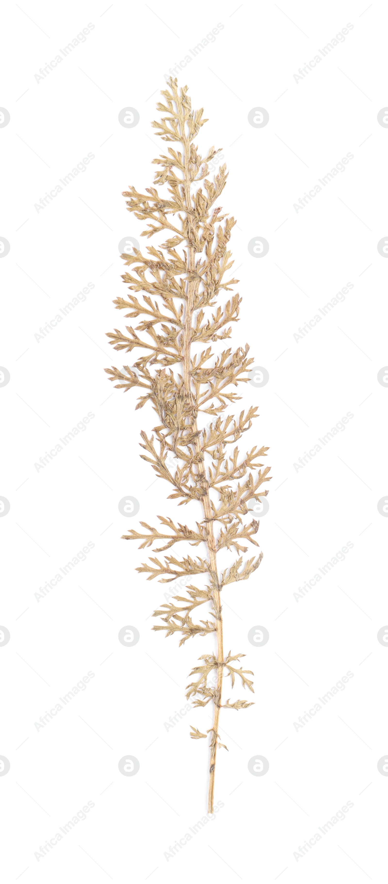 Photo of Beautiful dry leaf isolated on white, top view