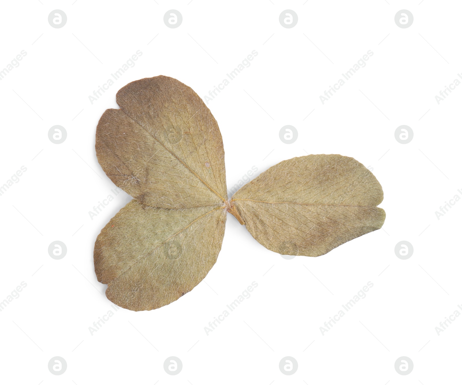 Photo of Beautiful dry caltha leaves isolated on white, top view