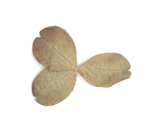 Photo of Beautiful dry caltha leaves isolated on white, top view