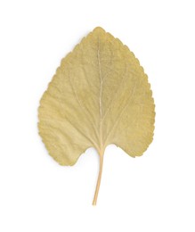 Photo of Beautiful dry leaf isolated on white, top view