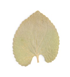 Photo of Beautiful dry leaf isolated on white, top view