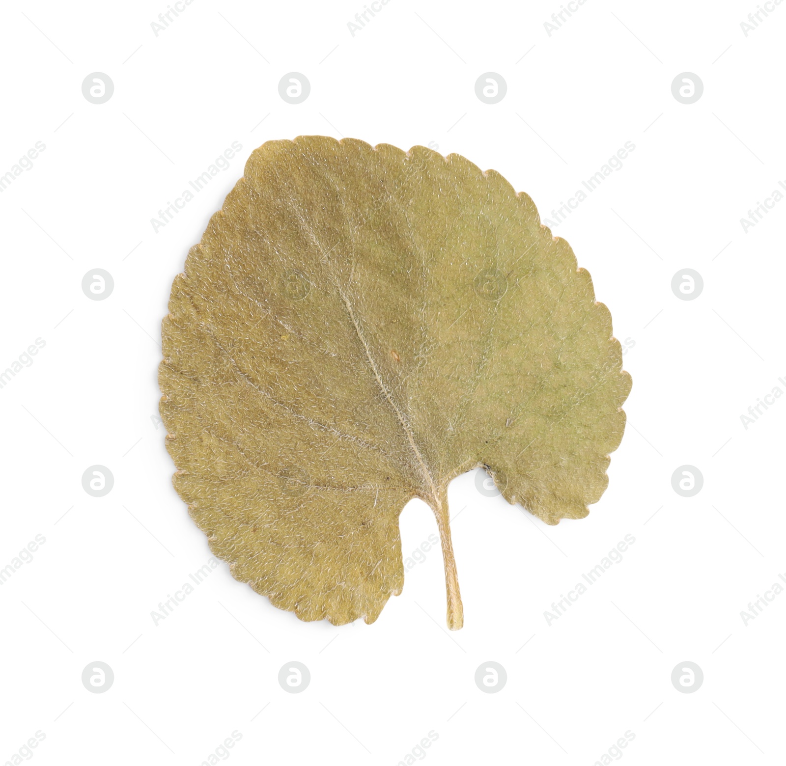 Photo of Beautiful dry leaf isolated on white, top view