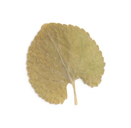 Photo of Beautiful dry leaf isolated on white, top view