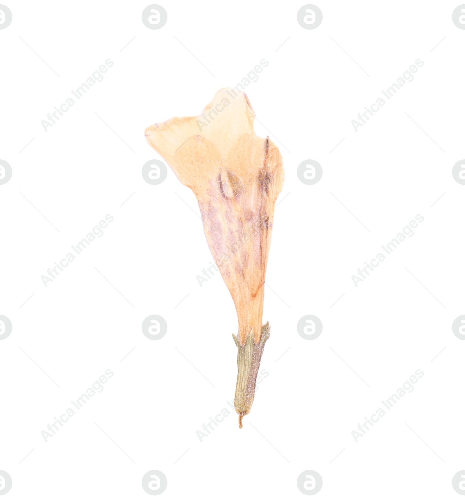 Photo of Beautiful dry dead-nettle plant isolated on white, top view