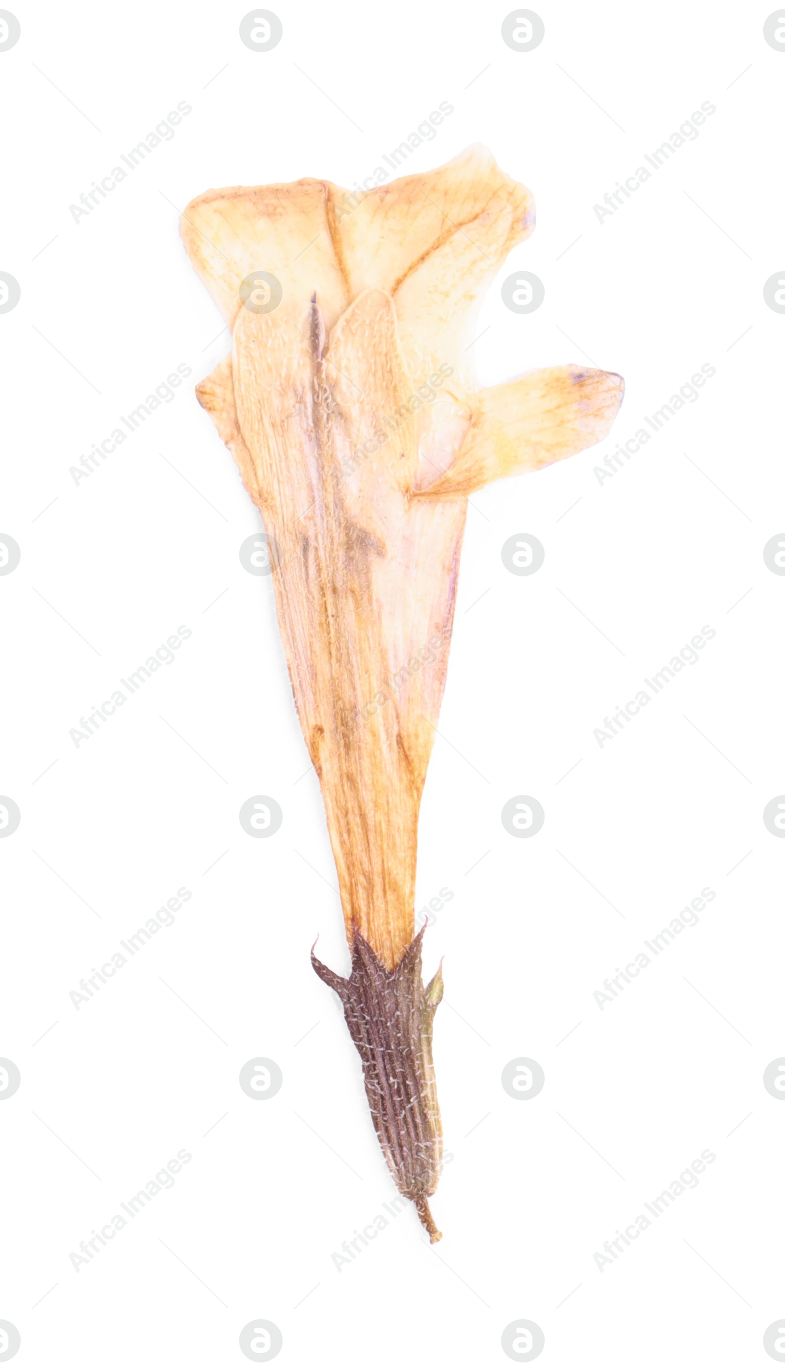 Photo of Beautiful dry dead-nettle plant isolated on white, top view