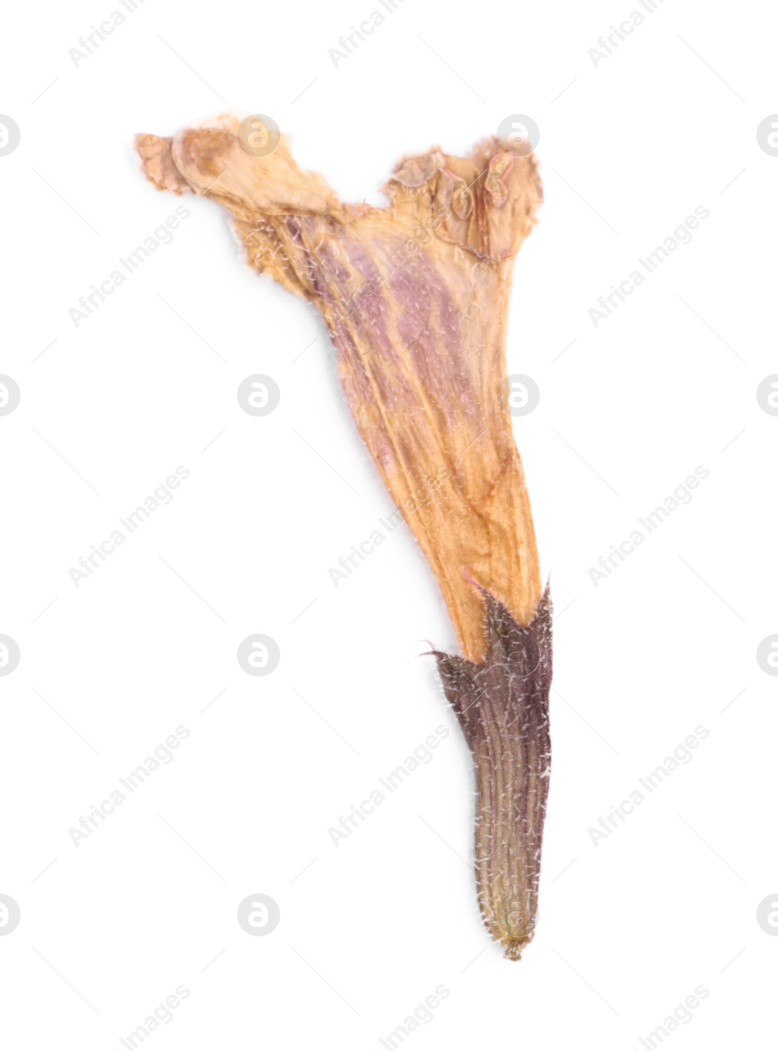 Photo of Beautiful dry dead-nettle plant isolated on white, top view