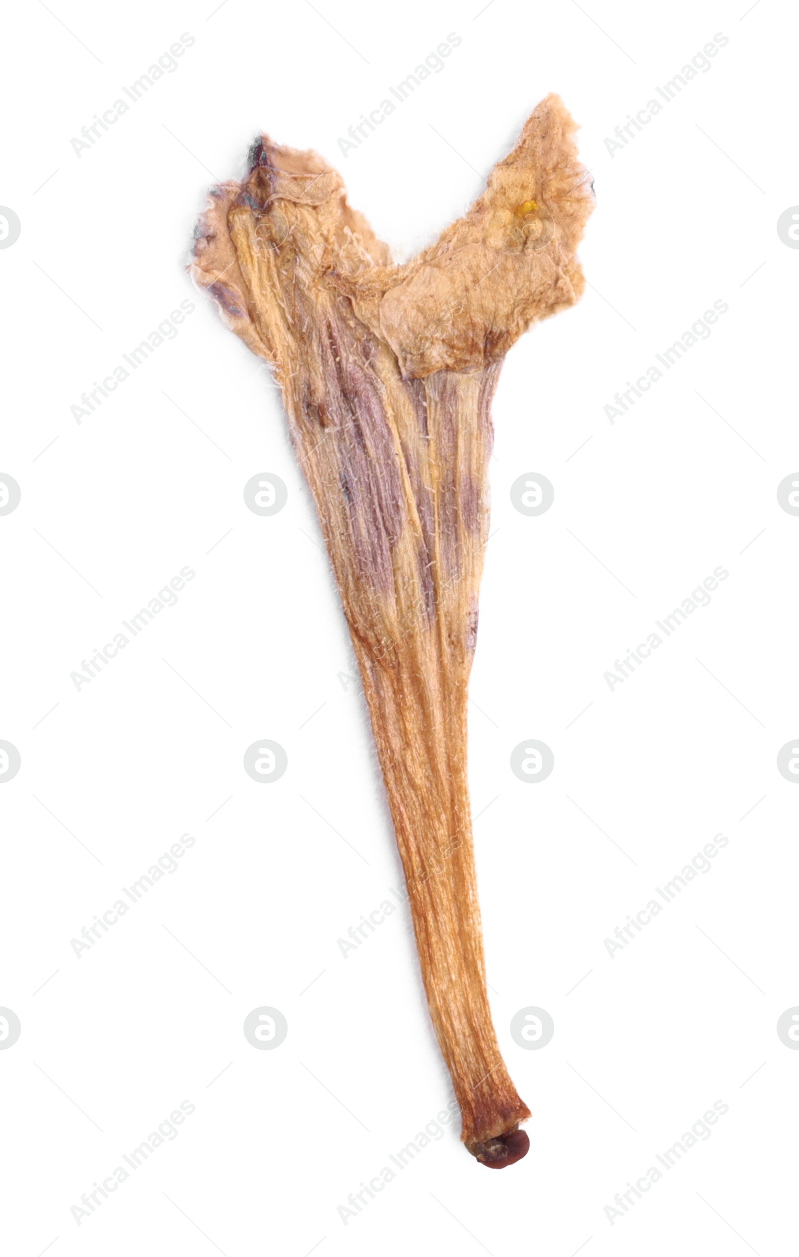 Photo of Beautiful dry dead-nettle plant isolated on white, top view