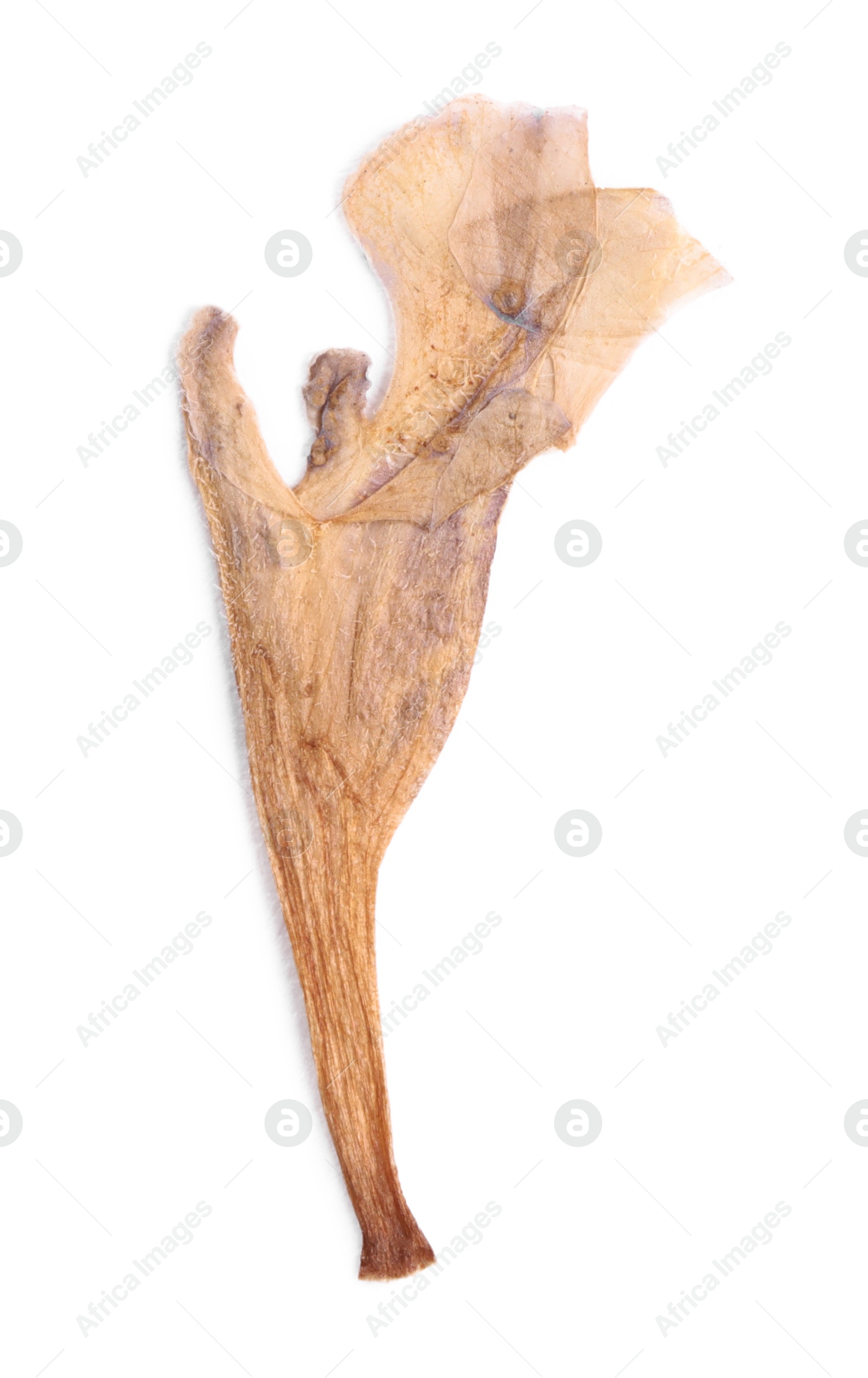 Photo of Beautiful dry dead-nettle plant isolated on white, top view