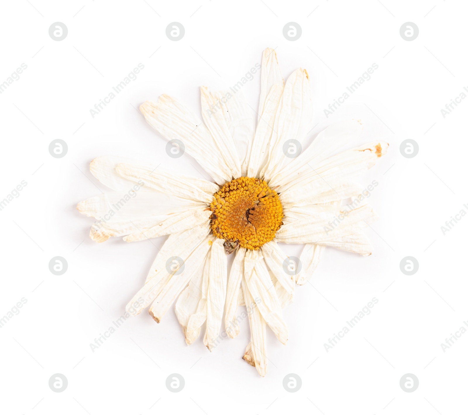 Photo of Beautiful dry chamomile flower isolated on white, top view