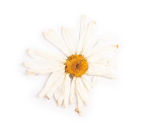 Photo of Beautiful dry chamomile flower isolated on white, top view