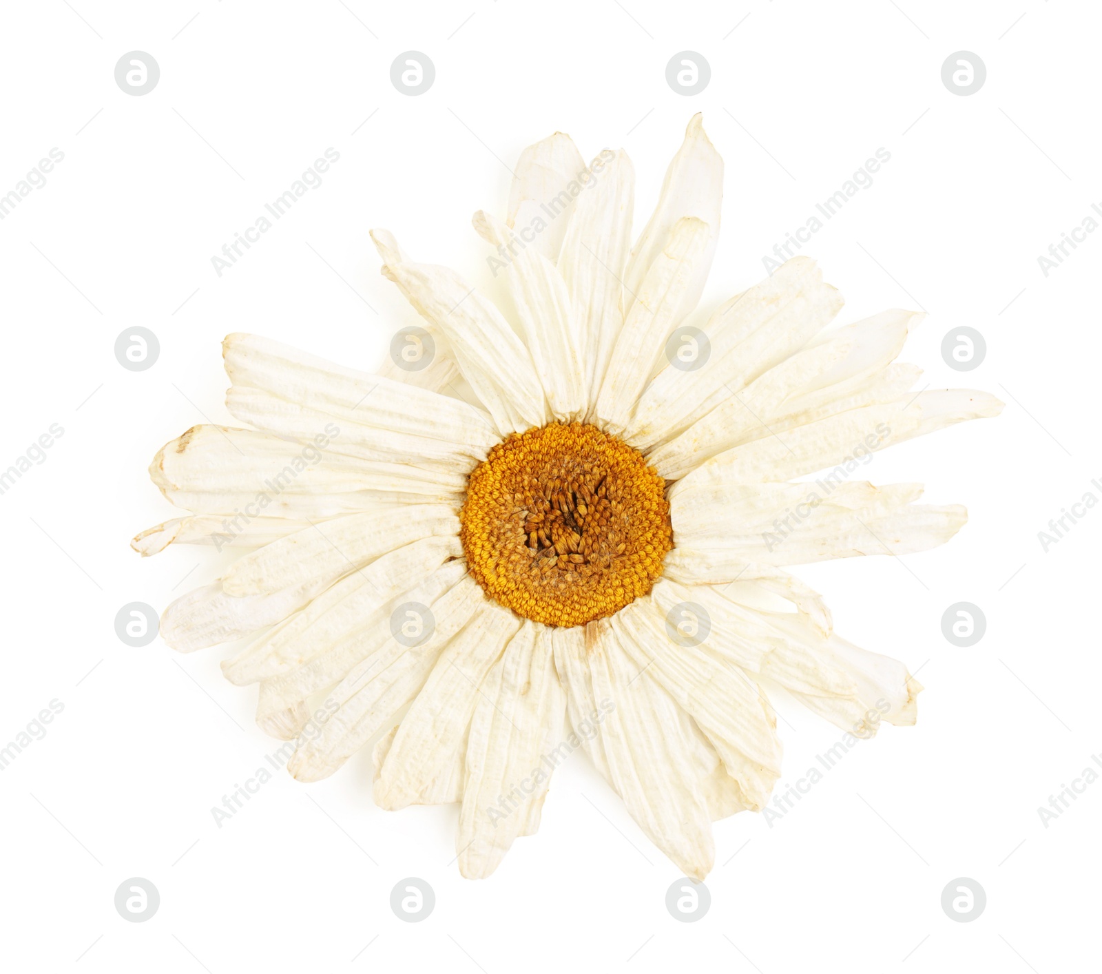 Photo of Beautiful dry chamomile flower isolated on white, top view