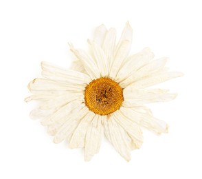 Photo of Beautiful dry chamomile flower isolated on white, top view