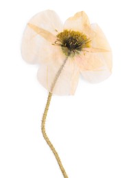 Photo of Beautiful dry poppy flower isolated on white, top view