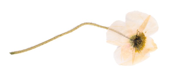 Photo of Beautiful dry poppy flower isolated on white, top view