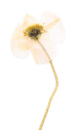 Photo of Beautiful dry poppy flower isolated on white, top view
