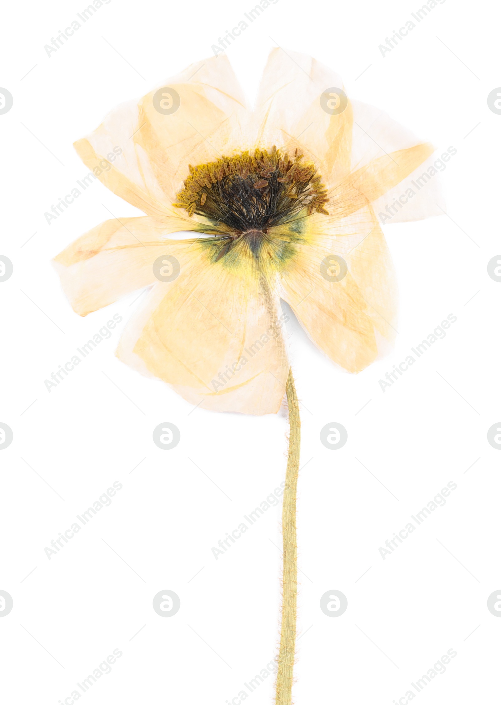 Photo of Beautiful dry poppy flower isolated on white