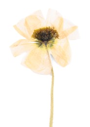 Photo of Beautiful dry poppy flower isolated on white