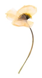 Photo of Beautiful dry poppy flower isolated on white