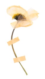 Photo of Beautiful dry poppy flower with adhesive tape isolated on white