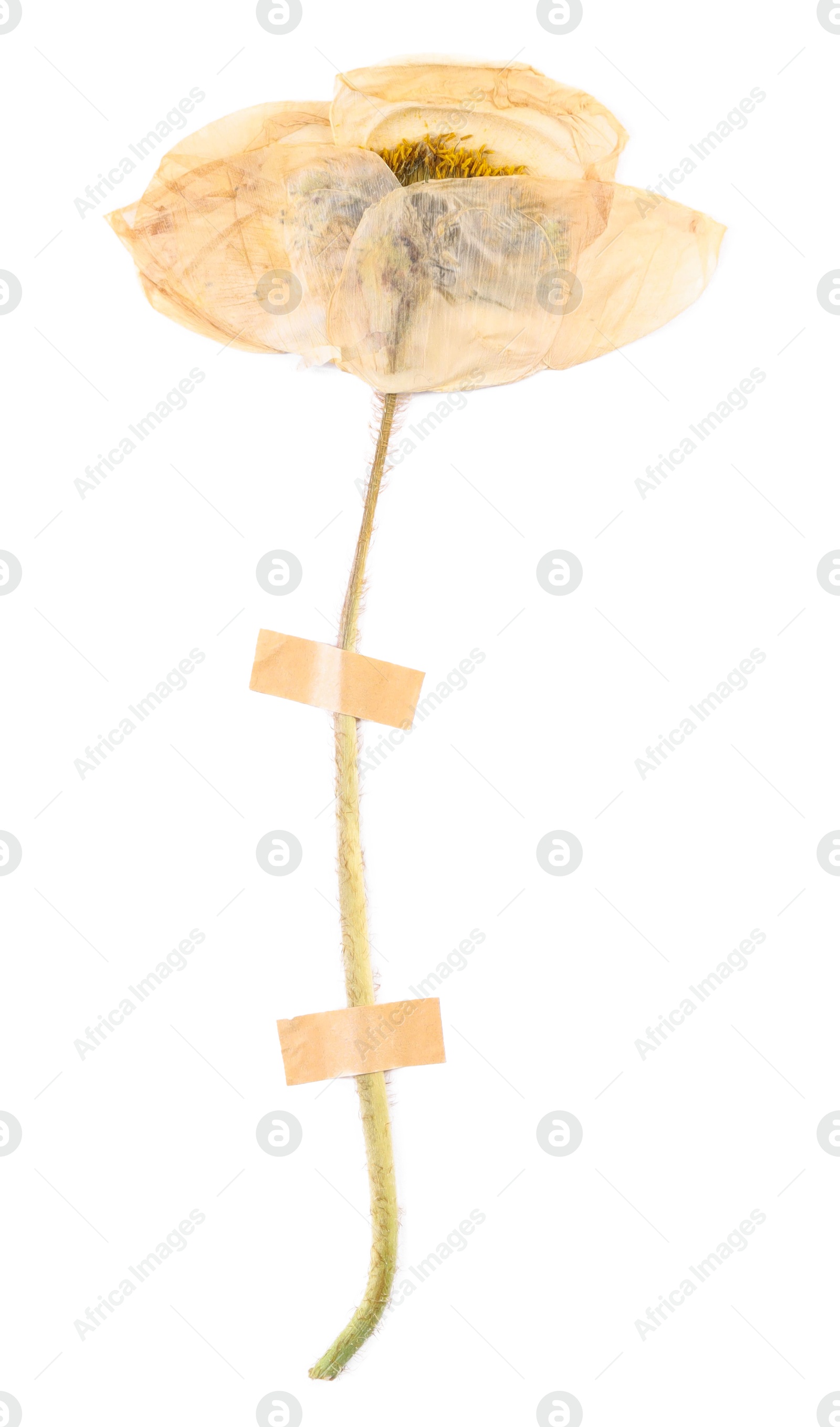 Photo of Beautiful dry poppy flower with adhesive tape isolated on white