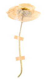Photo of Beautiful dry poppy flower with adhesive tape isolated on white