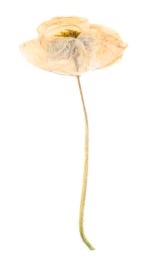 Photo of Beautiful dry poppy flower isolated on white
