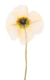 Photo of Beautiful dry poppy flower isolated on white