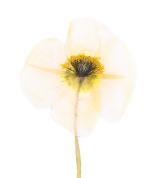 Photo of Beautiful dry poppy flower isolated on white