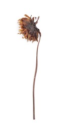 Photo of Beautiful dry dahlia flower isolated on white