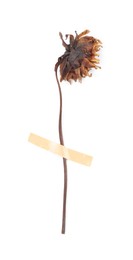 Photo of Beautiful dry dahlia flower with adhesive tape isolated on white