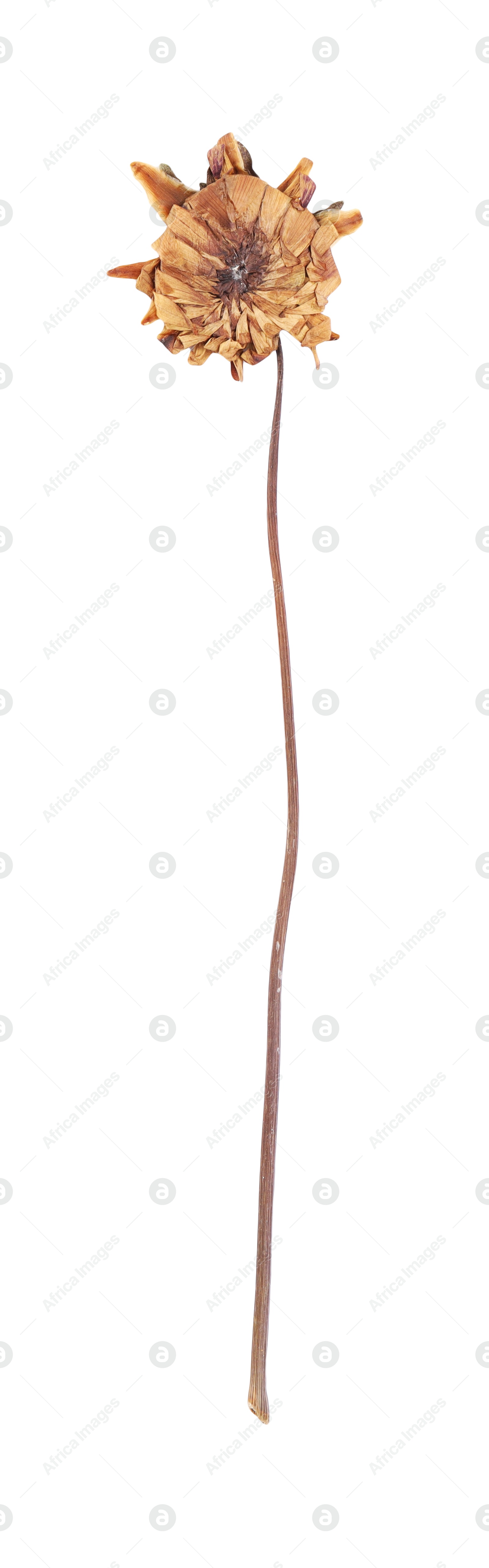 Photo of Beautiful dry dahlia flower isolated on white