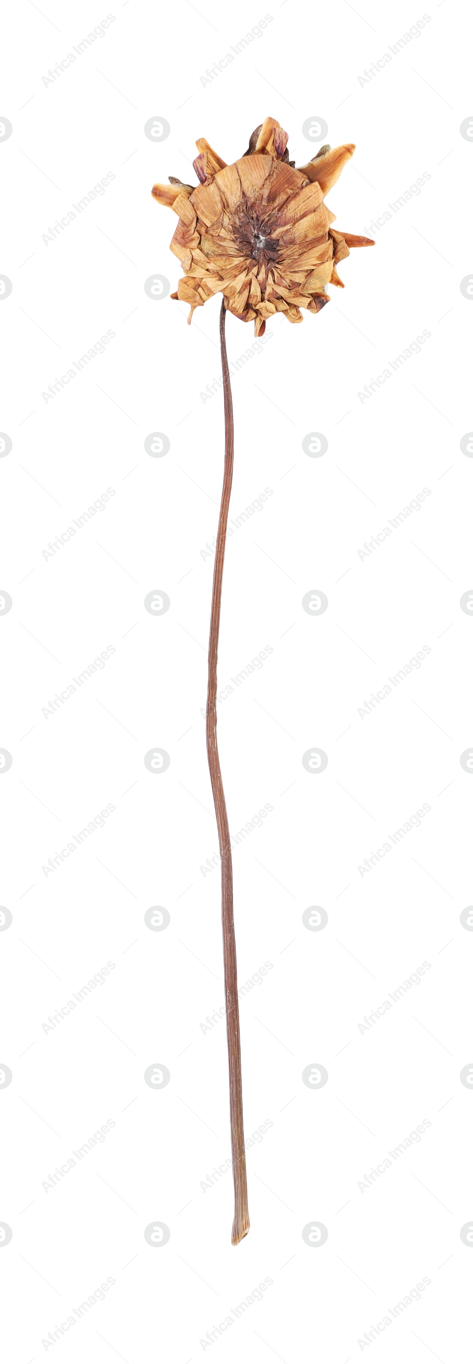 Photo of Beautiful dry dahlia flower isolated on white