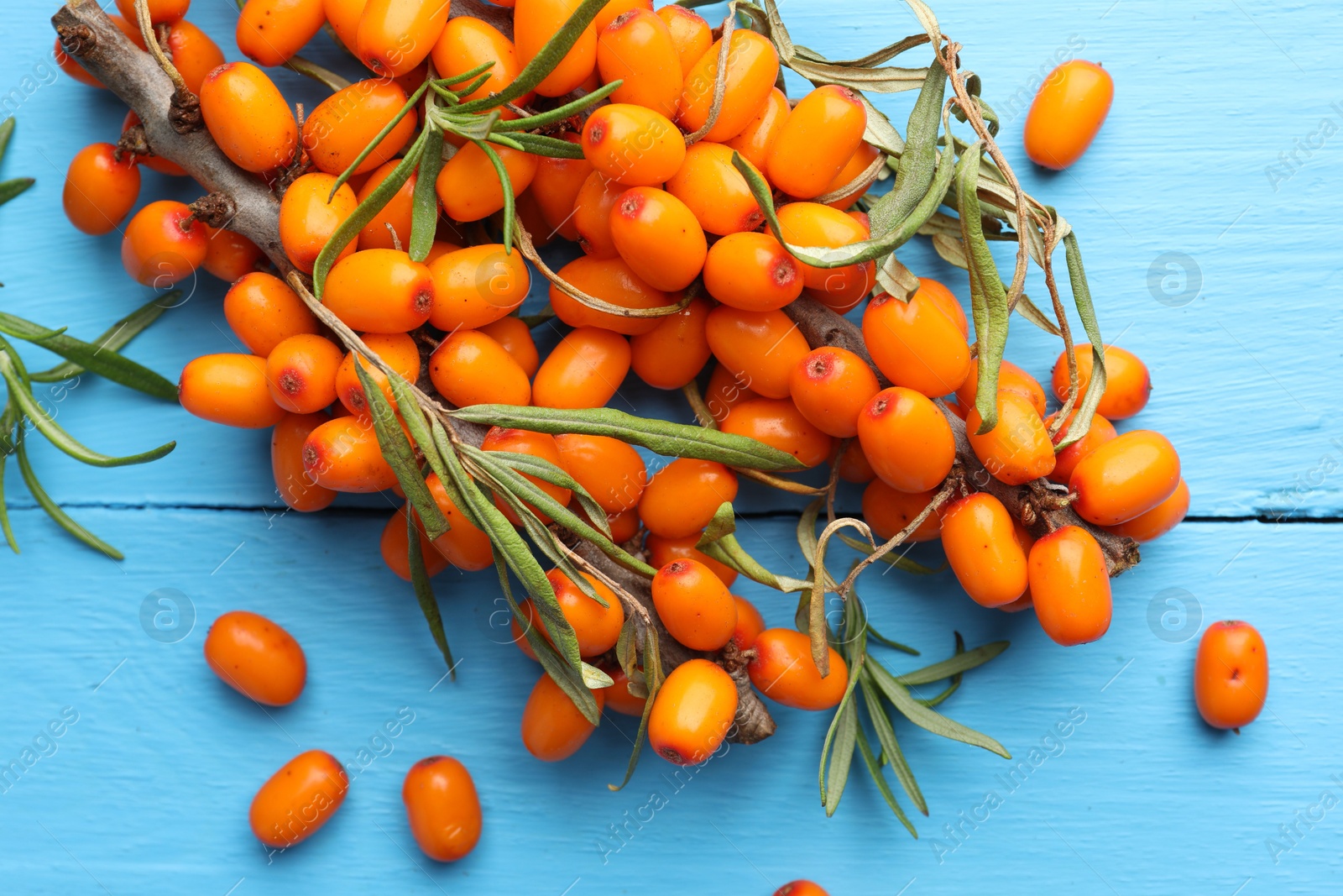 Photo of Fresh sea buckthorn berries and leaves on light blue wooden table, top view